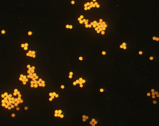 [AFO-0700-NH2] Orange PS Fluorescent Particles, 7 um-NH2